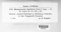 Hyalopsora aspidiotus image
